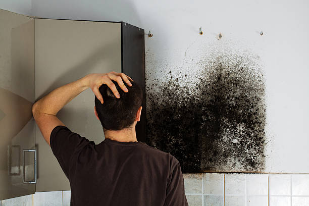 Best Environmental Consulting for Mold Prevention  in , NJ